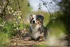 lying Australian Shepherd