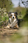 lying Australian Shepherd