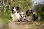 Australian Shepherd