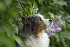 Australian Shepherd Portrait