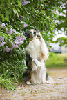 sitting Australian Shepherd