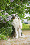 sitting Australian Shepherd