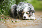 Australian Shepherd