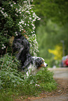 Australian Shepherd