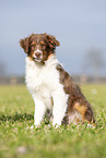 sitting Australian Shepherd