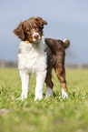 standing Australian Shepherd