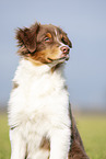 Australian Shepherd Portrait