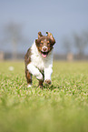 running Australian Shepherd