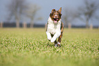 running Australian Shepherd
