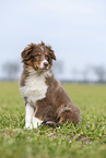 sitting Australian Shepherd