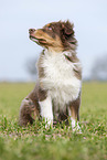 sitting Australian Shepherd