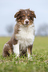 sitting Australian Shepherd