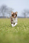 running Australian Shepherd