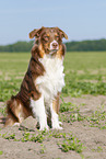 sitting Australian Shepherd