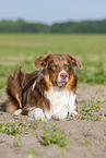 lying Australian Shepherd