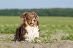 lying Australian Shepherd