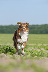 running Australian Shepherd
