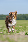 running Australian Shepherd