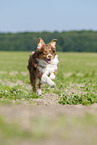 running Australian Shepherd