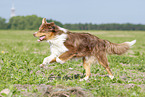 running Australian Shepherd