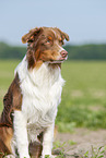 Australian Shepherd