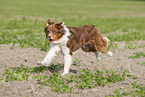 running Australian Shepherd