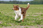 running Australian Shepherd