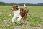 running Australian Shepherd