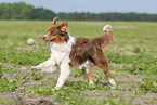 running Australian Shepherd
