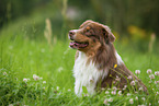 Australian Shepherd on meadow