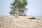 running Australian Shepherd