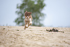 running Australian Shepherd