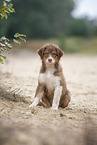 sitting Australian Shepherd