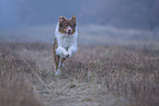 running Australian Shepherd