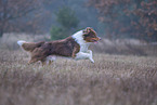 running Australian Shepherd