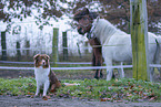 Australian Shepherd with horses