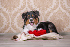 lying Australian Shepherd