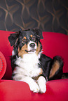 lying Australian Shepherd