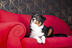 lying Australian Shepherd