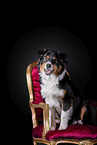 Australian Shepherd