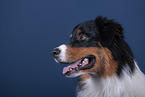 Australian Shepherd Portrait