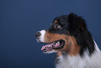 Australian Shepherd Portrait