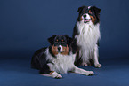 Australian Shepherds