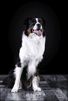 sitting Australian Shepherd