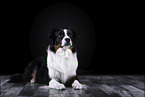 lying Australian Shepherd