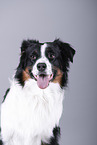 Australian Shepherd Portrait
