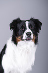 Australian Shepherd Portrait