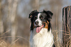Australian Shepherd Portrait
