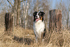 sitting Australian Shepherd