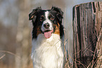 Australian Shepherd Portrait